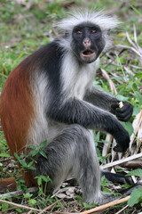 The Zanzibar red colobus monkey in Tanzania, Africa