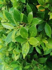 green leaves on a green background