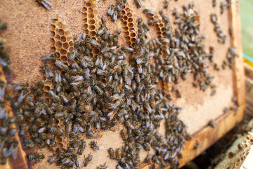 Closeup of the beehive