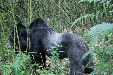 Wild mountain gorillas in forest, Rwanda