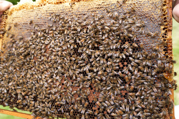 Closeup of the beehive