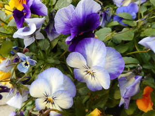 Pansies, blue and white make such a dazzling sight in winter.