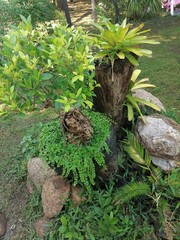 moss on the tree