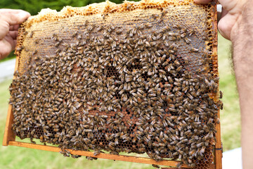 Beekeeper inspecting the hive