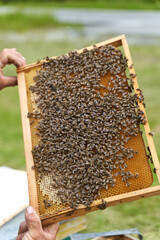 Beekeeper inspecting the hive