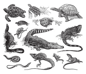 Reptile collection of turtle, crocodile and lizard - vintage engraved vector illustration from Petit Larousse Illustré 1914 - 369199404
