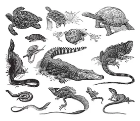 Fototapeten Reptile collection of turtle, crocodile and lizard - vintage engraved vector illustration from Petit Larousse Illustré 1914 © Hein Nouwens