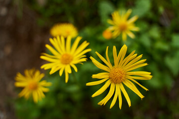 Wild yellow daisies