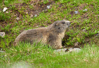 Cute marmot in the wild