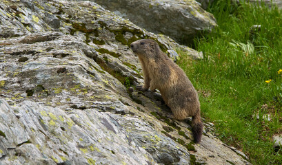 Cute marmot in the wild