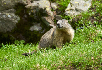Cute marmot in the wild