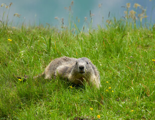 Cute marmot in the wild