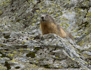 Cute marmot in the wild