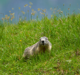 Cute marmot in the wild