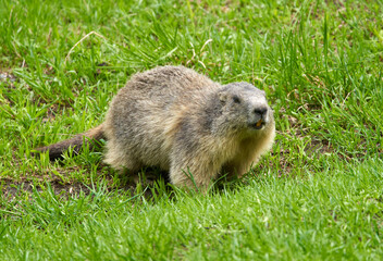 Cute marmot in the wild