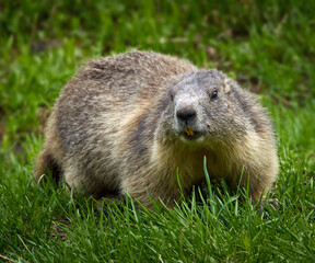 Cute marmot in the wild