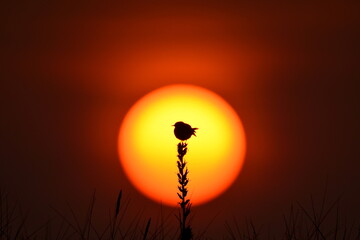 Ptak na tle zachodzącego słońca