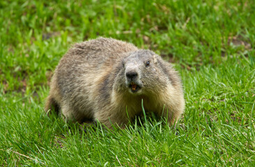 Cute marmot in the wild