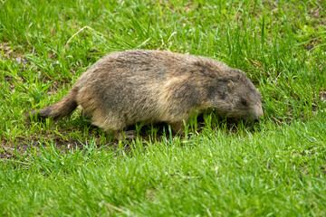 Cute marmot in the wild