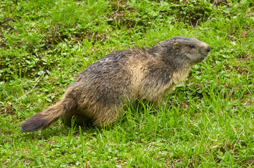 Cute marmot in the wild