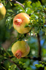 
pomegranate before harvest, sprig of pomegranate