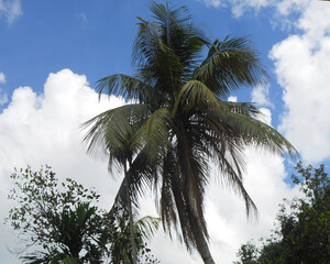 Closeup beautiful view of natureal plantand leaf   Premium Photo