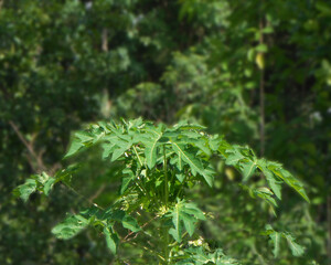 Large foliage of tropical leaf with lite green texture  nature abstract background image