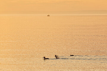 A flock of ducks swims on the lake against the background of the sunset