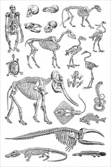 Animal skeleton collection - vintage engraved vector illustration from Petit Larousse Illustré 1914 - 369200247
