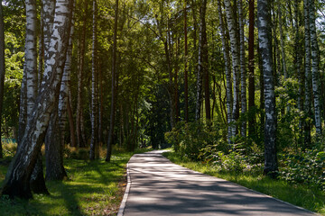 Road in the forest at summer near a resting place
