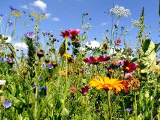 meadow with a lot of colorful flowers