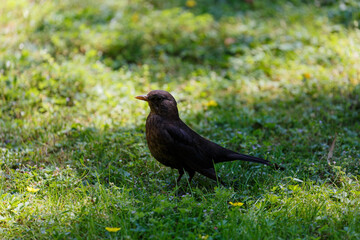 Blackbird walking on the grass in  park