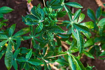 cassava tree growth in planting farm, manioc or tapioca planting field, plot soil for cassava plantation, tapioca leaves, cassava planting plot land, agricultural cassava field plant, manioc farmland