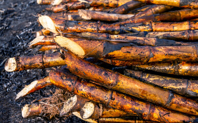 pile sugarcane burned in the harvest season, sugar cane fresh, sugarcane burn in field, sugar cane burned in plantation
