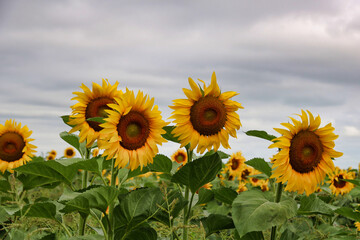group of sunflowers in bloom in a cloudy day