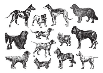 Dog collection - vintage engraved vector illustration from Petit Larousse Illustré 1914