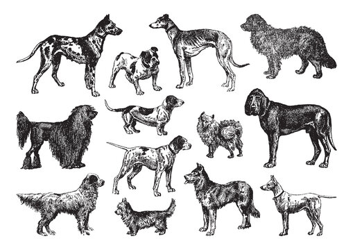 Dog collection - vintage engraved vector illustration from Petit Larousse Illustr&eacute; 1914