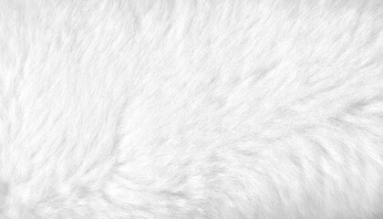 Fototapeta na wymiar White fur background close up view. Banner