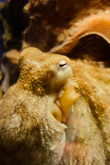 Obraz premium Octopus close-up view