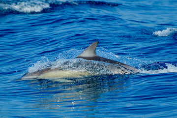 Delfin © Philippe
