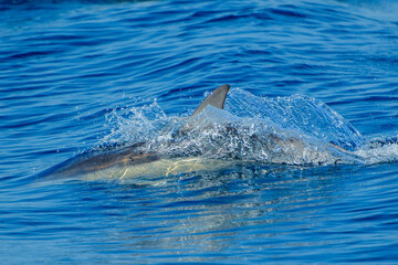 Delfin © Philippe