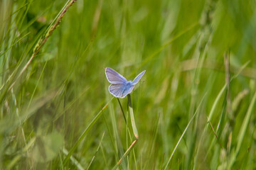 Bläuling