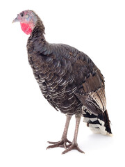 Dark turkey isolated.