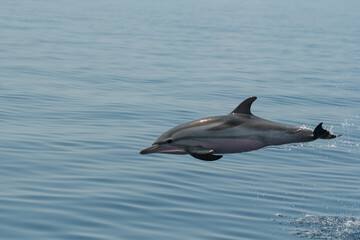Delfin © Philippe