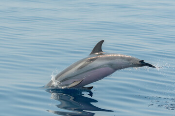 Delfin © Philippe