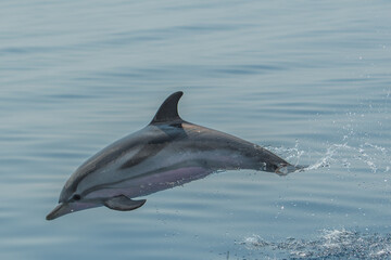 Delfin © Philippe