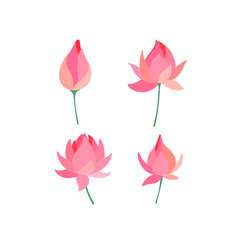 Lotus flower. Different types of flower. Flat line vector illustration.