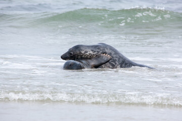 Seelöwe