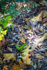 Male of green lizard (Lacerta viridis)