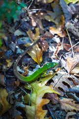 Male of green lizard (Lacerta viridis)
